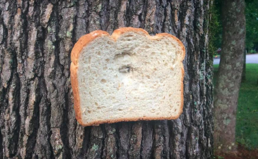 Bread Stapled to Trees: a typical (web 2.0) community?