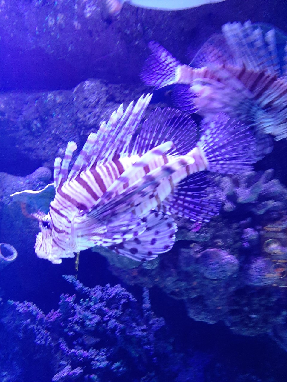 ENVIRONMENTAL ADVOCACY IN A WORLD OF COMMUNITIES WITHIN SOCIAL MEDIA